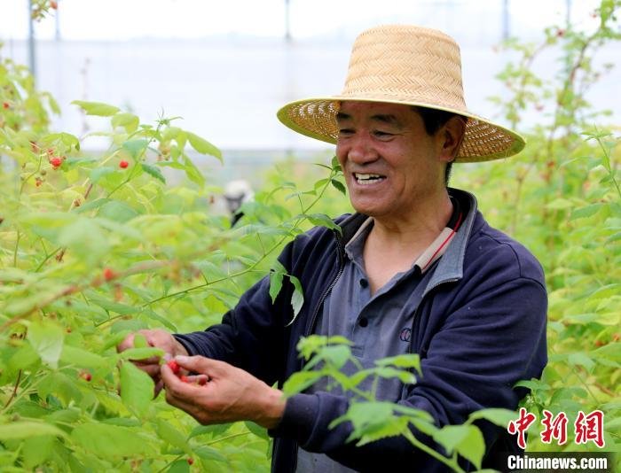 图为“黄河彩篮”高原现代农业产业园内采摘树莓。　薛蒂 摄