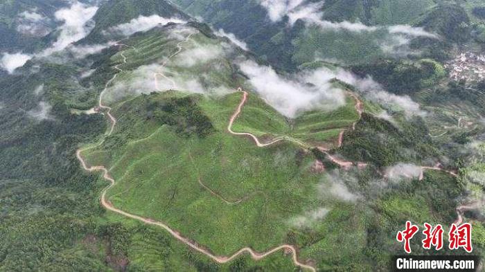 航拍油茶种植基地。　郑晨光 摄