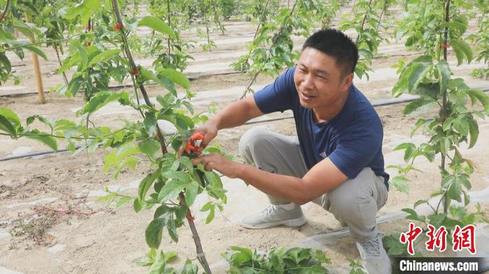 刘荣穿梭于藤蔓间查看百香果植株健康、结果果数、花苞长势，不时还会蹲下剪去多余的枝叶。　张涛 摄